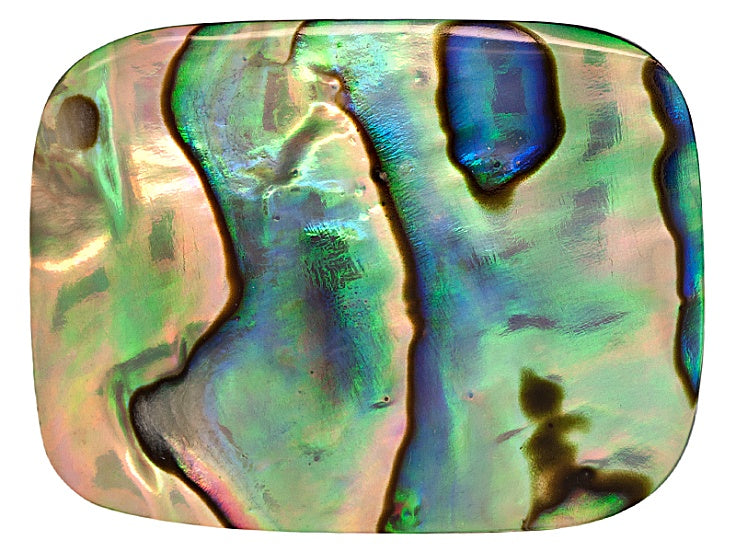 Abalone